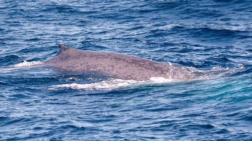 Antarctic Blue Whale