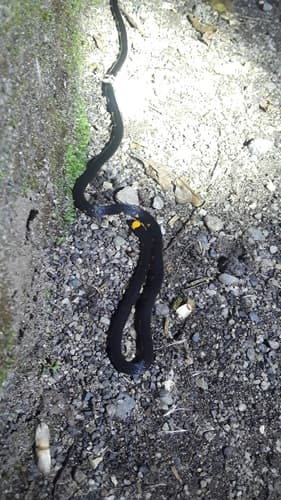 Pygmy Slender Coralsnake