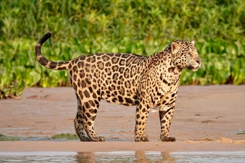 Jaguar