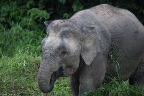 Bornean Elephant