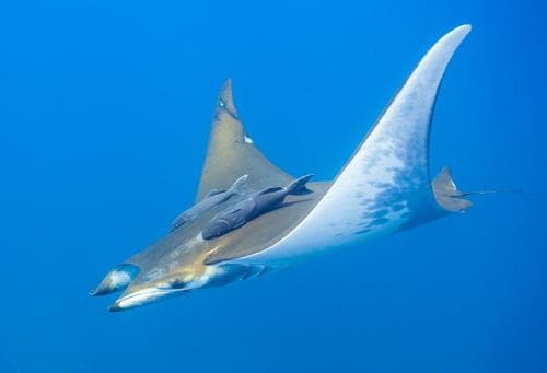 Devil Rays