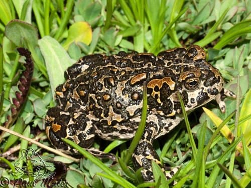 Yosemite Toad
