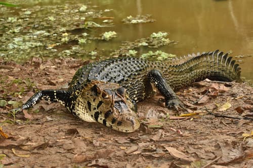 Black Caiman