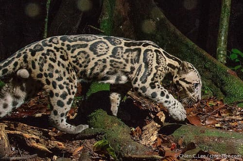 Clouded Leopards