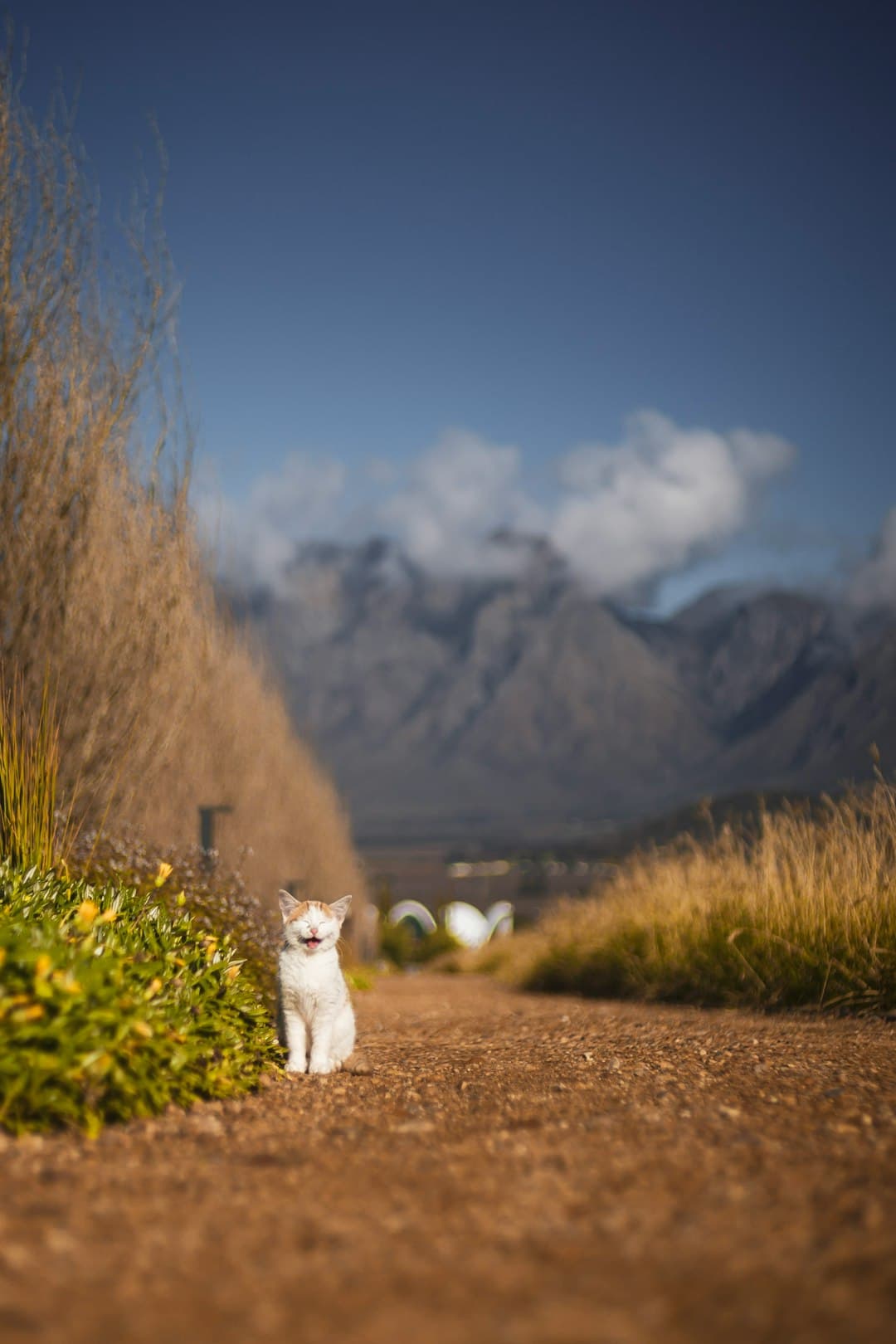 Cape Winelands