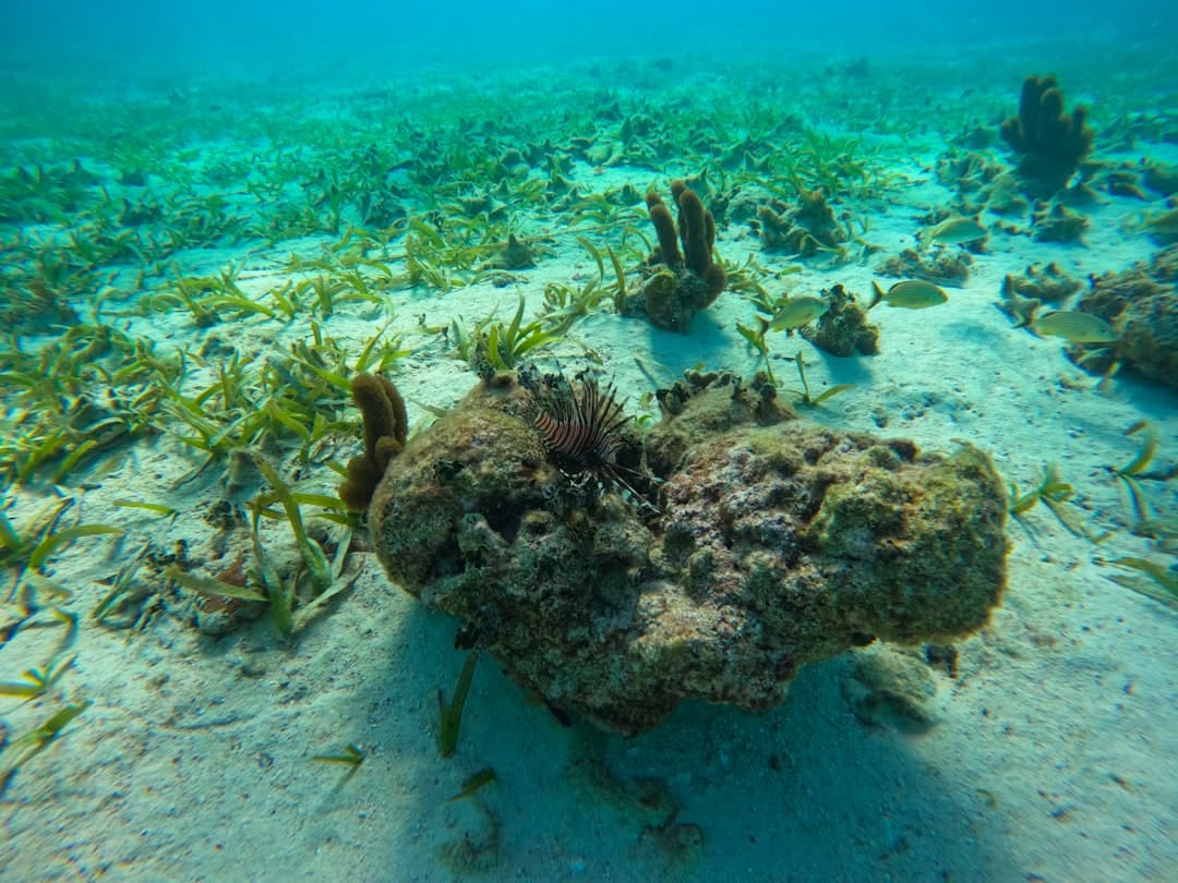 Belize Barrier Reef