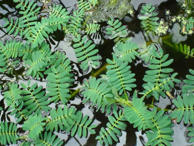 Aeschynomene langlassei