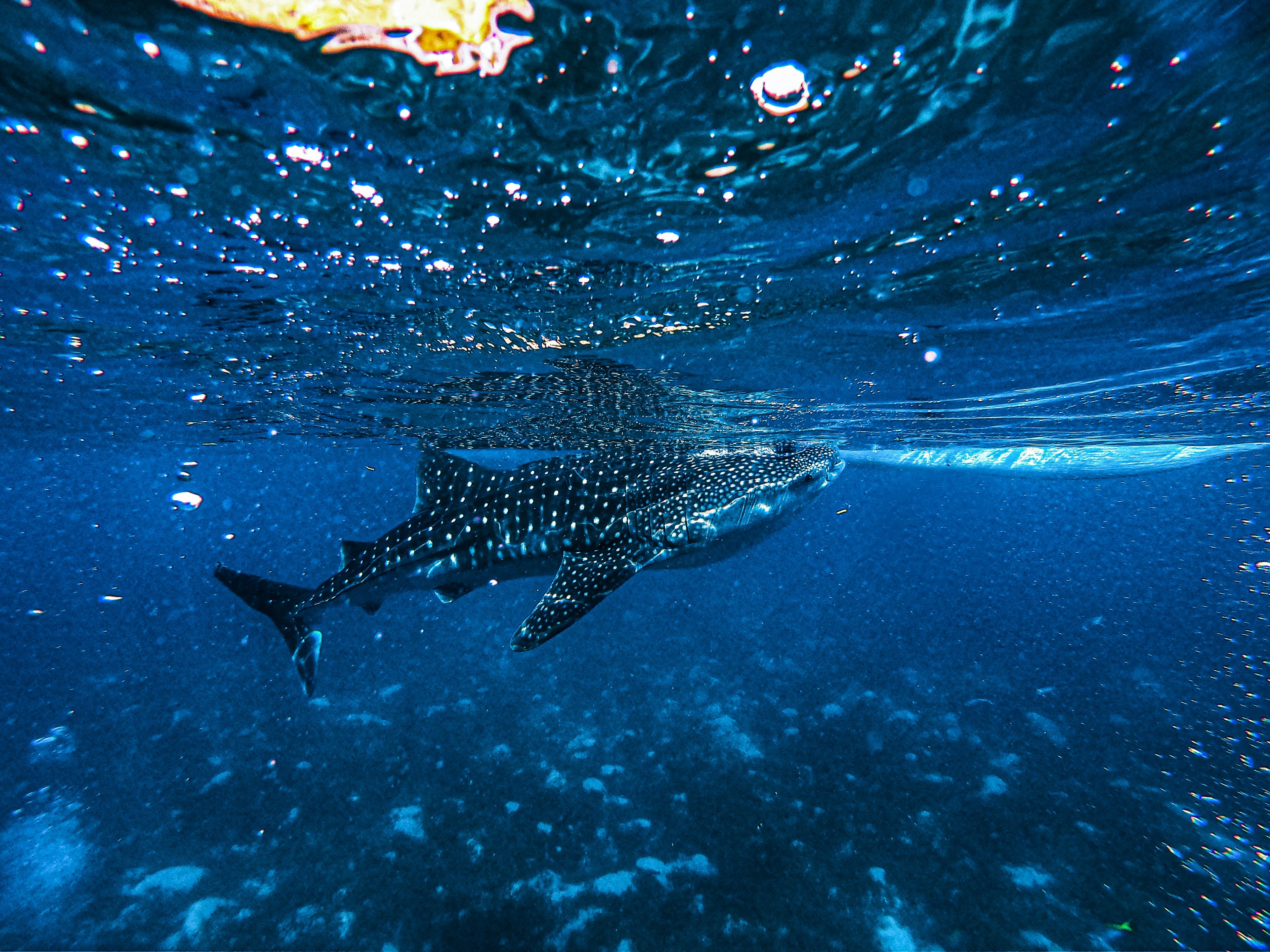 Whale Shark