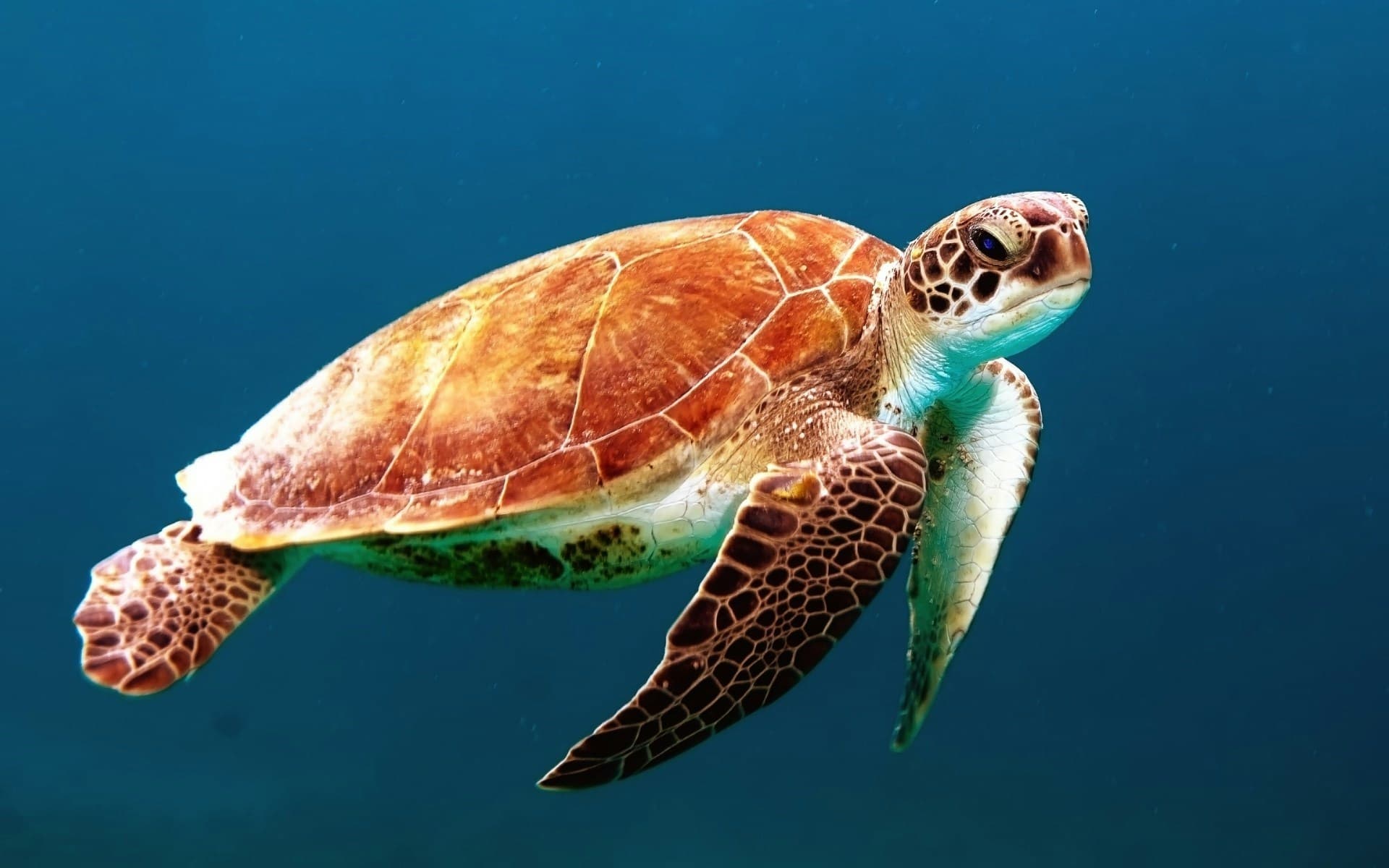 Wildlife photo