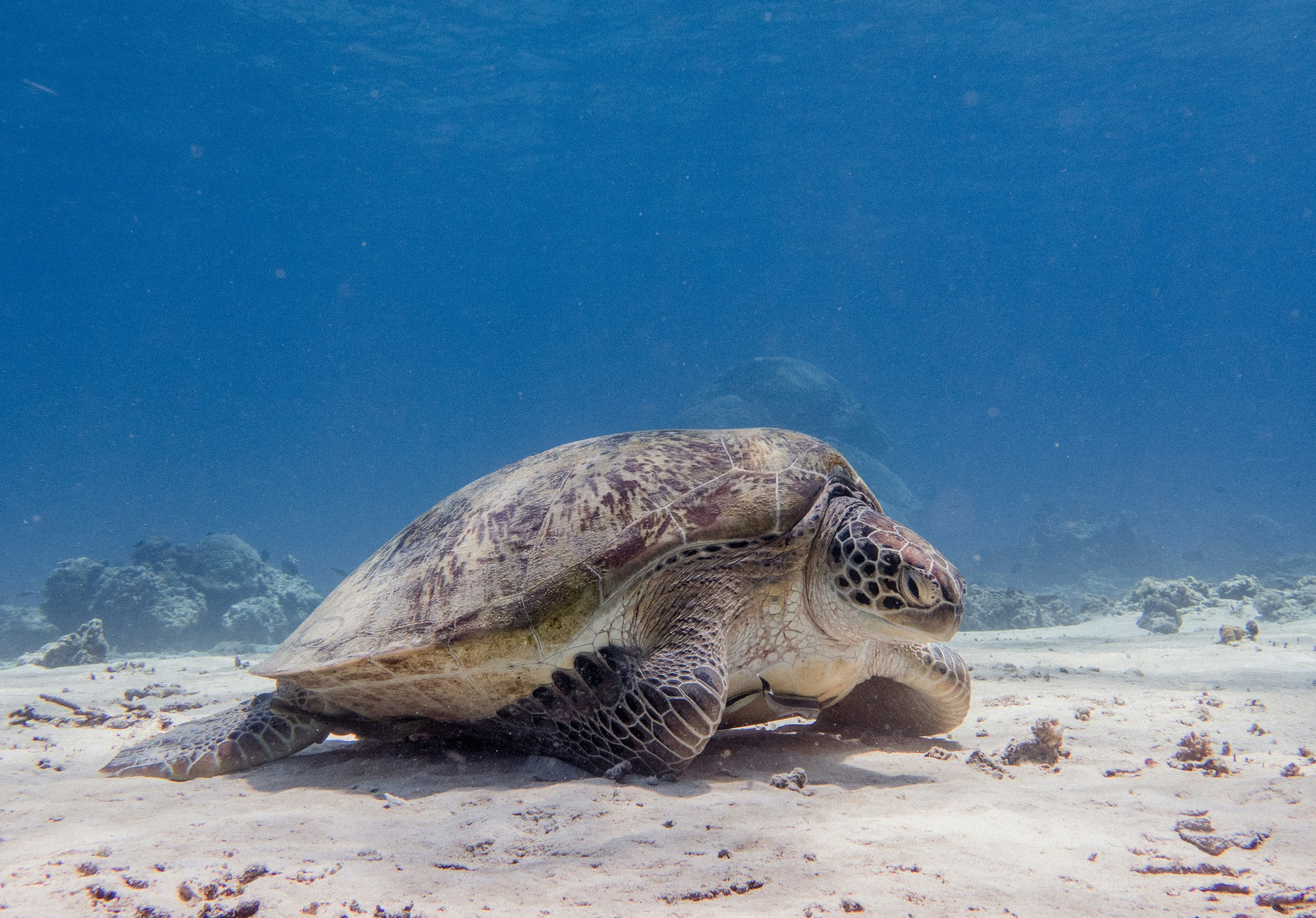 Wildlife photo