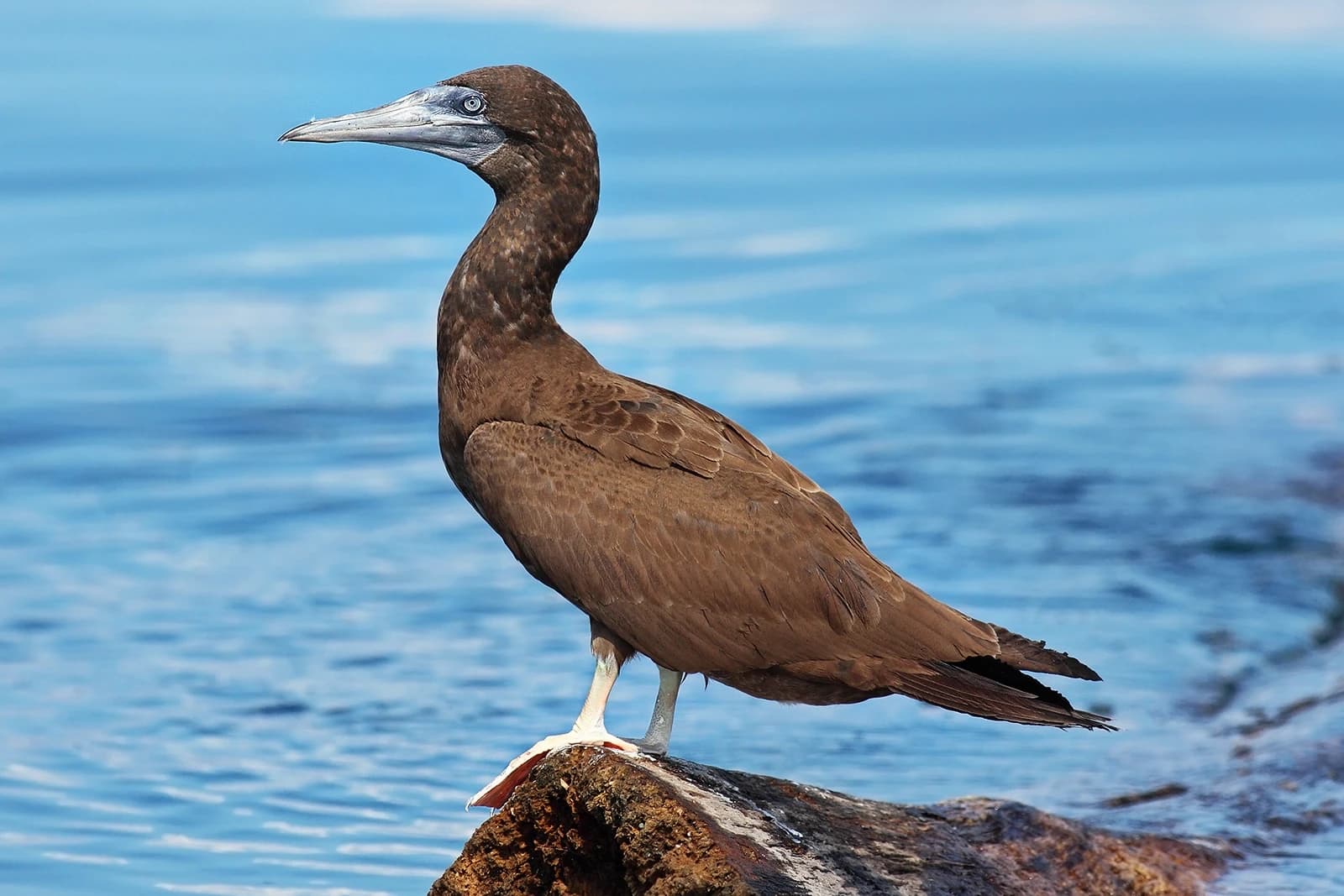 Brown Booby