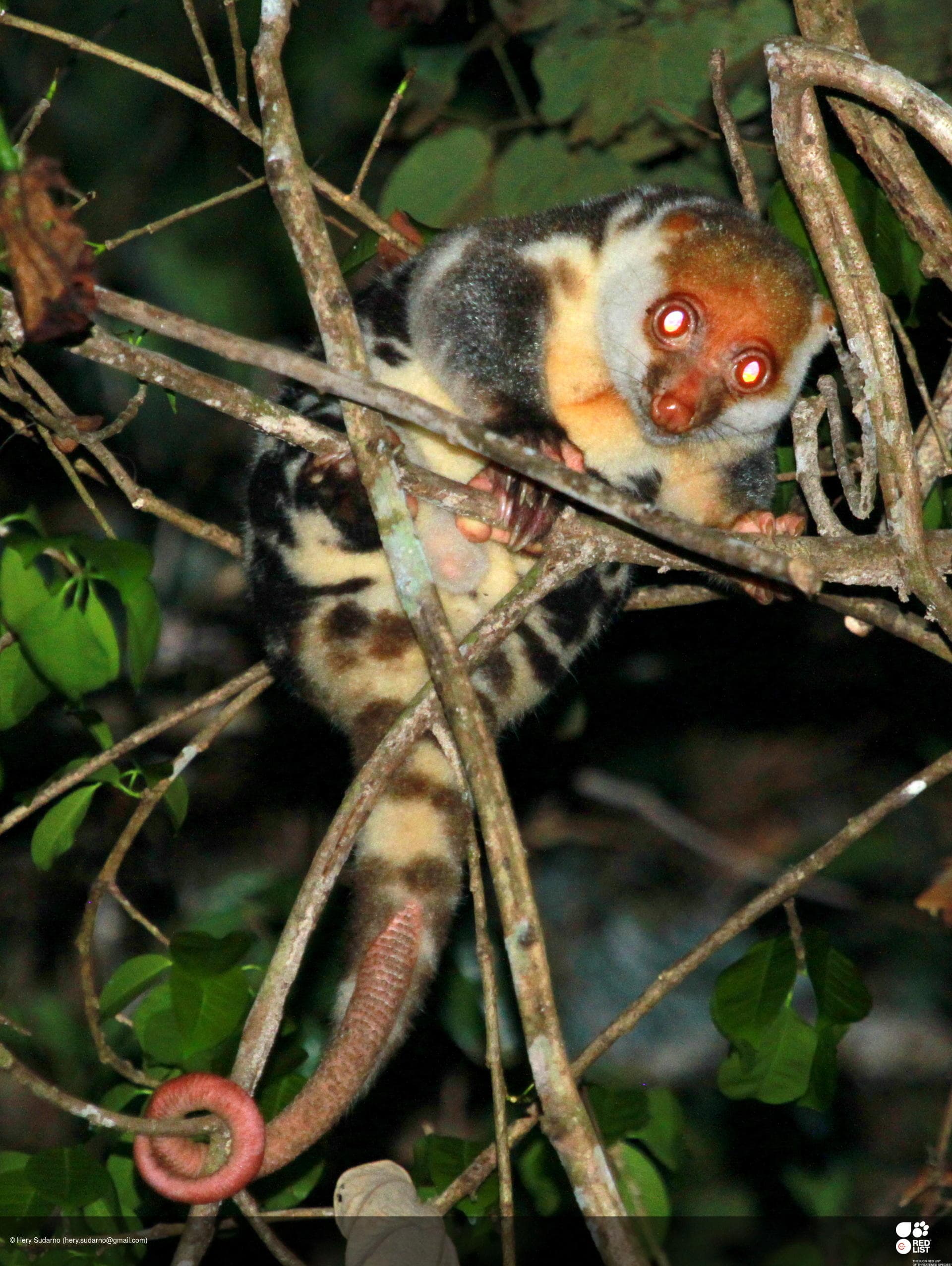 Waigeo Spotted Cuscus