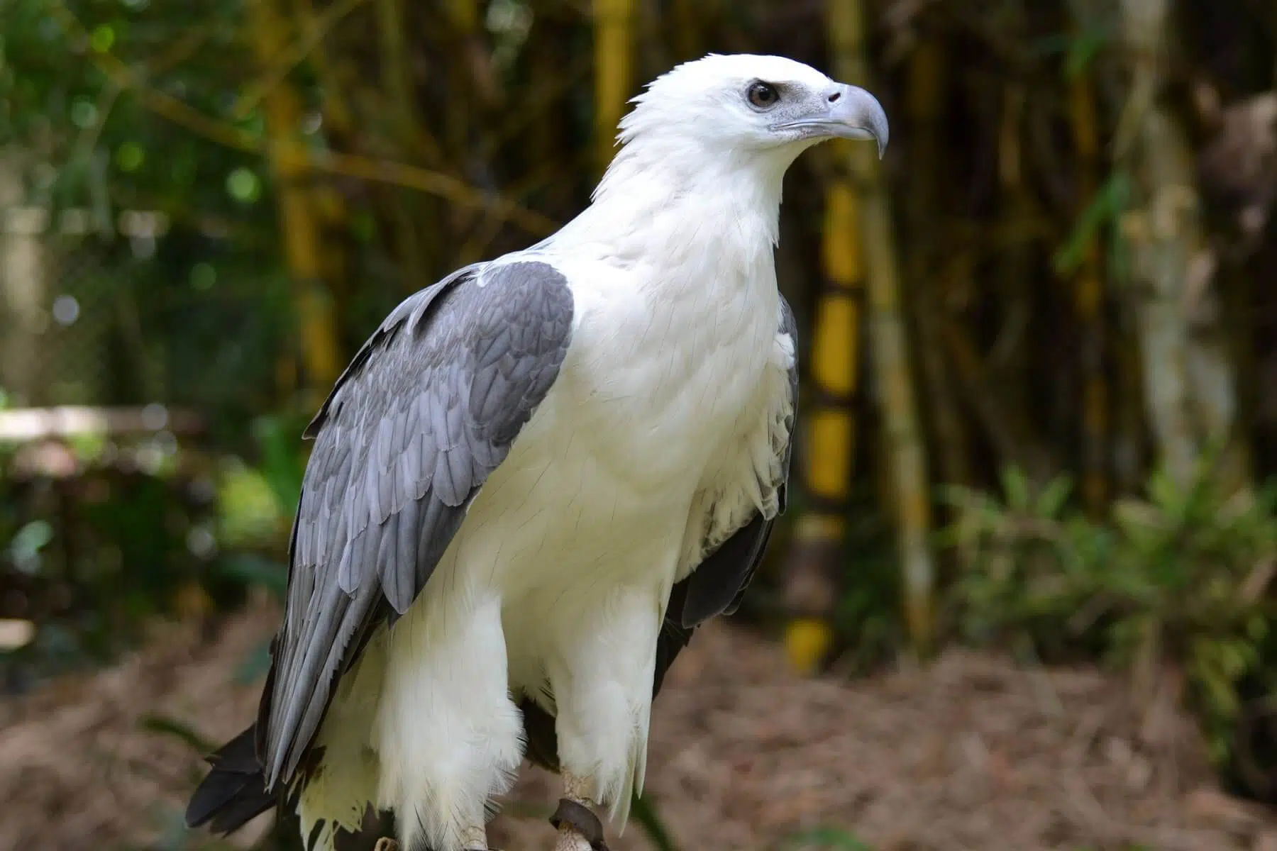 Wildlife photo