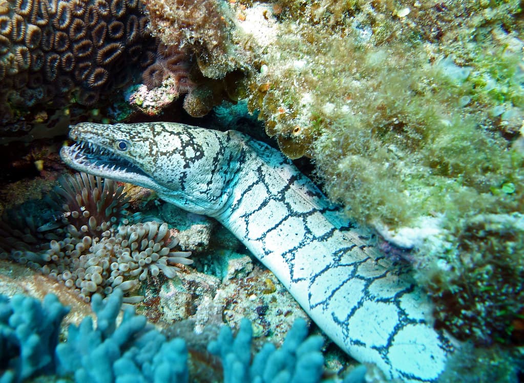 Lord Howe Moray